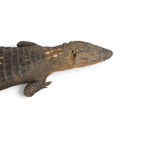 37 - An early 20th century taxidermy crocodile - 165cm long.