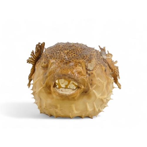 38 - A Porcupine Puffer Fish - modern, a preserved and fully inflated specimen, 52cm long.