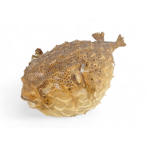 38 - A Porcupine Puffer Fish - modern, a preserved and fully inflated specimen, 52cm long.