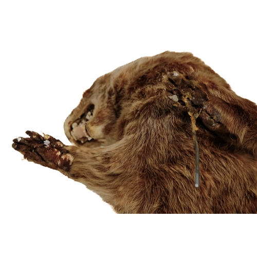 39 - A taxidermy otter - mounted in an aggressive posture, 60cm long.