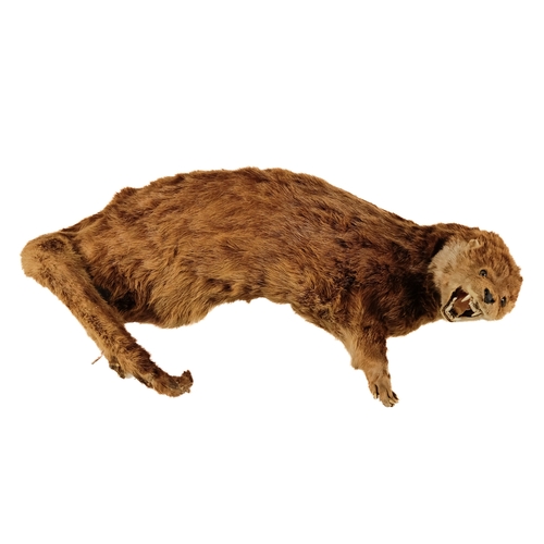 39 - A taxidermy otter - mounted in an aggressive posture, 60cm long.