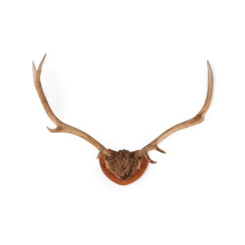 50 - A pair of antlers - with eight points and mounted on an oak shield, 64cm wide, together with another... 