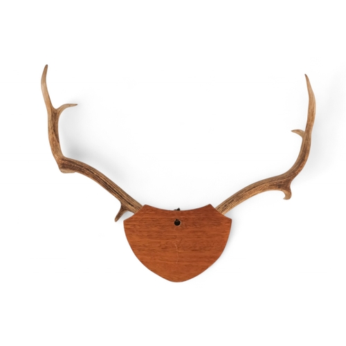 50 - A pair of antlers - with eight points and mounted on an oak shield, 64cm wide, together with another... 