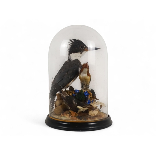 29 - An early 20th century taxidermy group - the two birds, a belted kingfisher and a banded kingfisher p... 