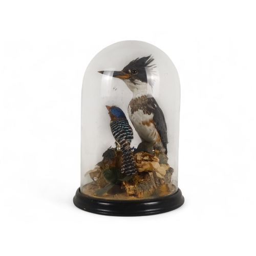 29 - An early 20th century taxidermy group - the two birds, a belted kingfisher and a banded kingfisher p... 