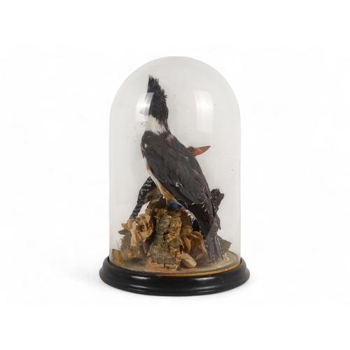 29 - An early 20th century taxidermy group - the two birds, a belted kingfisher and a banded kingfisher p... 