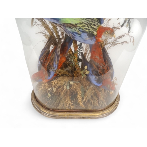 31 - A Victorian taxidermy bird group - comprising a Crimson Rosella, two Eastern Rosella and a pair of L... 