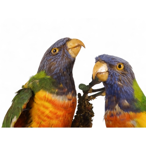 31 - A Victorian taxidermy bird group - comprising a Crimson Rosella, two Eastern Rosella and a pair of L... 