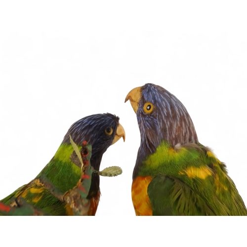 31 - A Victorian taxidermy bird group - comprising a Crimson Rosella, two Eastern Rosella and a pair of L... 