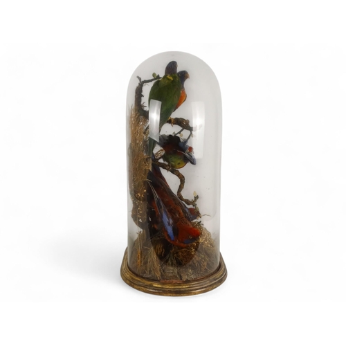 31 - A Victorian taxidermy bird group - comprising a Crimson Rosella, two Eastern Rosella and a pair of L... 