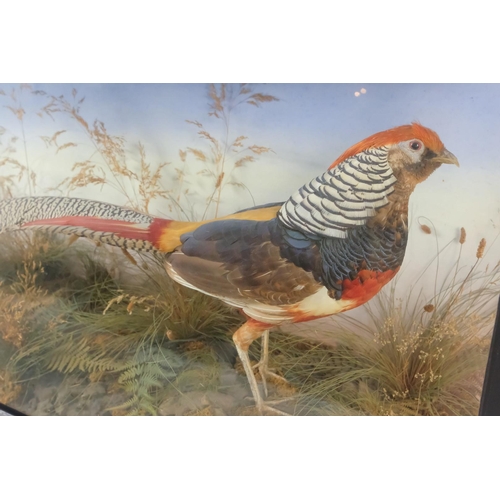 32 - An early 20th century taxidermy Golden Pheasant - in a naturalistic setting, presented in a three gl... 