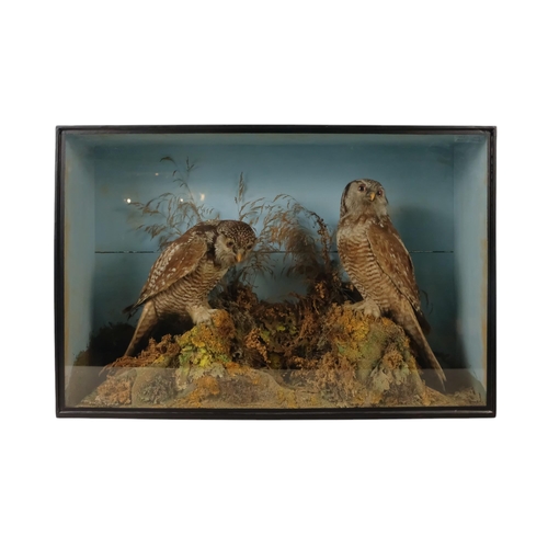 33 - A late 19th century taxidermy pair of Hawk Owls - cased within a naturalistic setting, 68cm wide.