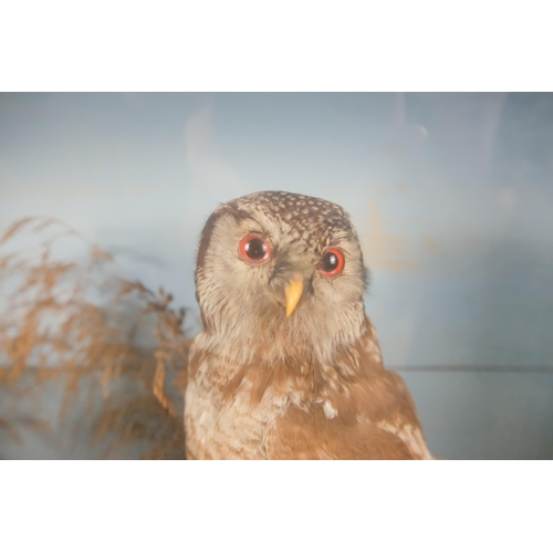 33 - A late 19th century taxidermy pair of Hawk Owls - cased within a naturalistic setting, 68cm wide.