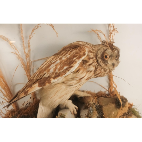 34 - A 19th century taxidermy short-eared owl - in a naturalistic mount with a three glass case, 56cm wid... 