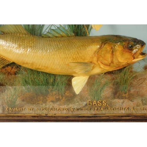 35 - A 20th century taxidermy pair of Bass - the pair set amongst grasses, within a three glass case givi... 