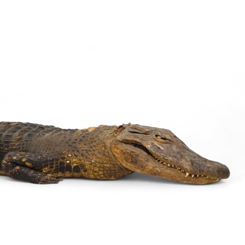 37 - An early 20th century taxidermy crocodile - 165cm long.