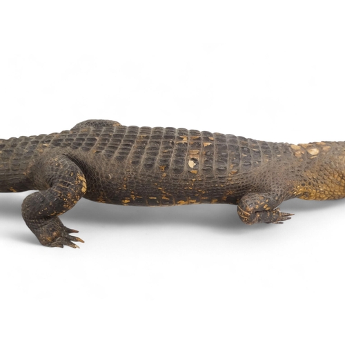 37 - An early 20th century taxidermy crocodile - 165cm long.