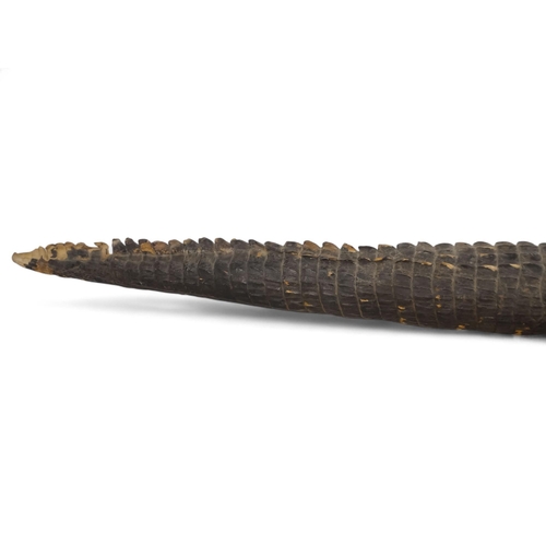 37 - An early 20th century taxidermy crocodile - 165cm long.