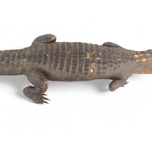 37 - An early 20th century taxidermy crocodile - 165cm long.