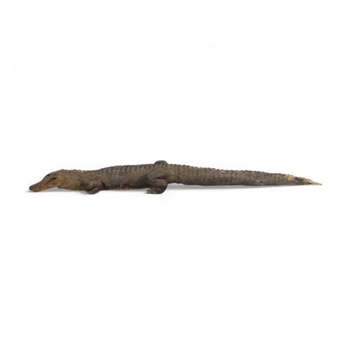 37 - An early 20th century taxidermy crocodile - 165cm long.