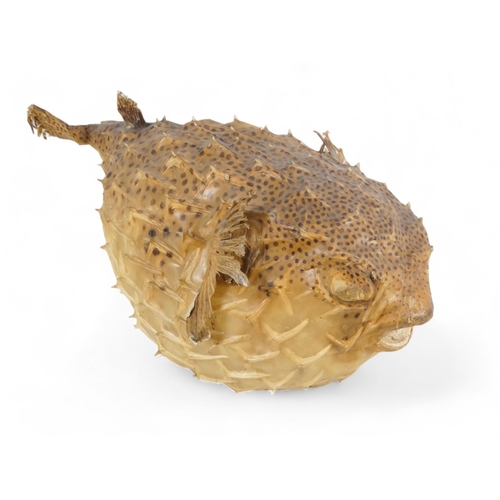 38 - A Porcupine Puffer Fish - modern, a preserved and fully inflated specimen, 52cm long.