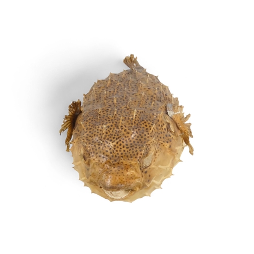 38 - A Porcupine Puffer Fish - modern, a preserved and fully inflated specimen, 52cm long.