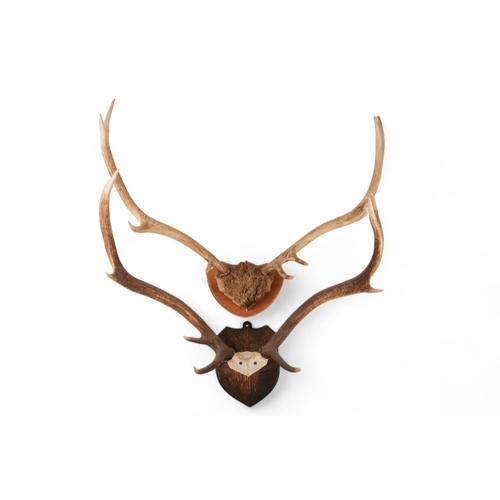 50 - A pair of antlers - with eight points and mounted on an oak shield, 64cm wide, together with another... 