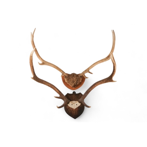 50 - A pair of antlers - with eight points and mounted on an oak shield, 64cm wide, together with another... 