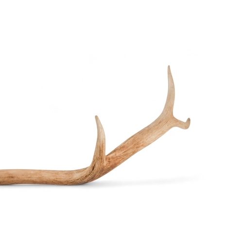 50 - A pair of antlers - with eight points and mounted on an oak shield, 64cm wide, together with another... 