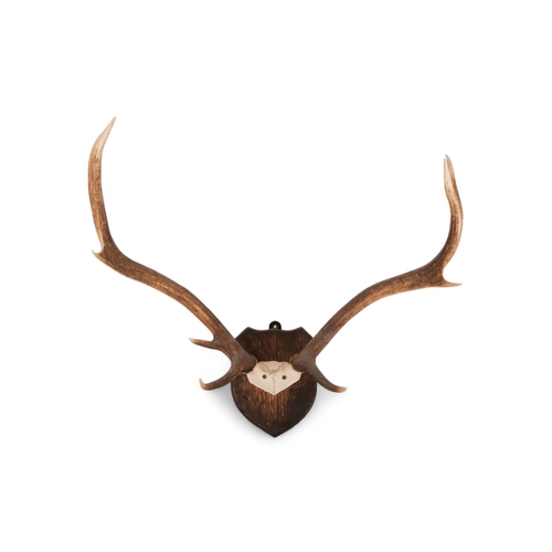 50 - A pair of antlers - with eight points and mounted on an oak shield, 64cm wide, together with another... 