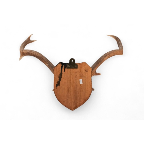 50 - A pair of antlers - with eight points and mounted on an oak shield, 64cm wide, together with another... 