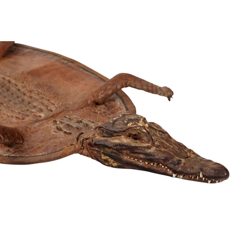 115 - A small taxidermy crocodile - the flattened body with stuffed head and limbs, 60cm long.