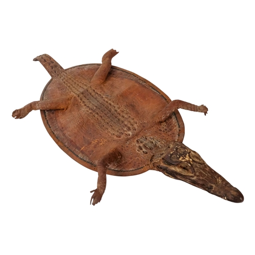 115 - A small taxidermy crocodile - the flattened body with stuffed head and limbs, 60cm long.