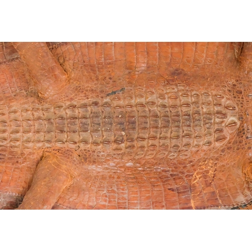 115 - A small taxidermy crocodile - the flattened body with stuffed head and limbs, 60cm long.