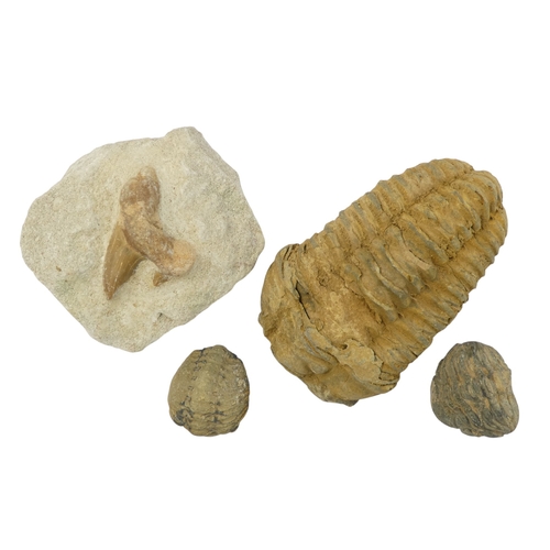 78 - A fossilised shark's tooth - together with a trilobite fossil and two further fossils. (4)