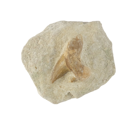 78 - A fossilised shark's tooth - together with a trilobite fossil and two further fossils. (4)