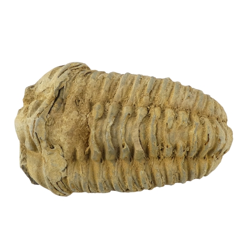 78 - A fossilised shark's tooth - together with a trilobite fossil and two further fossils. (4)