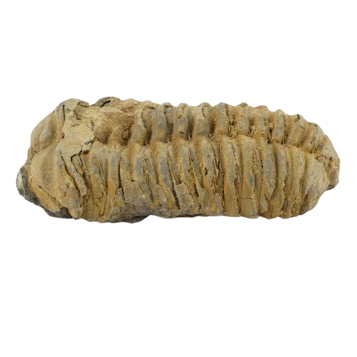 78 - A fossilised shark's tooth - together with a trilobite fossil and two further fossils. (4)