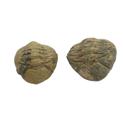 78 - A fossilised shark's tooth - together with a trilobite fossil and two further fossils. (4)