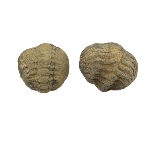 78 - A fossilised shark's tooth - together with a trilobite fossil and two further fossils. (4)