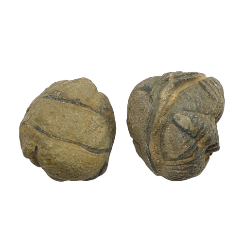 78 - A fossilised shark's tooth - together with a trilobite fossil and two further fossils. (4)