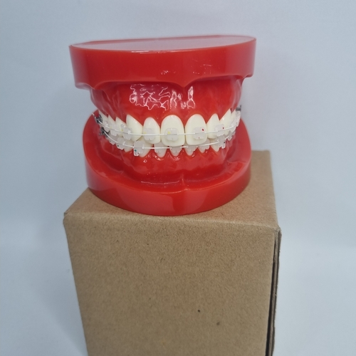 236 - Teeth Display