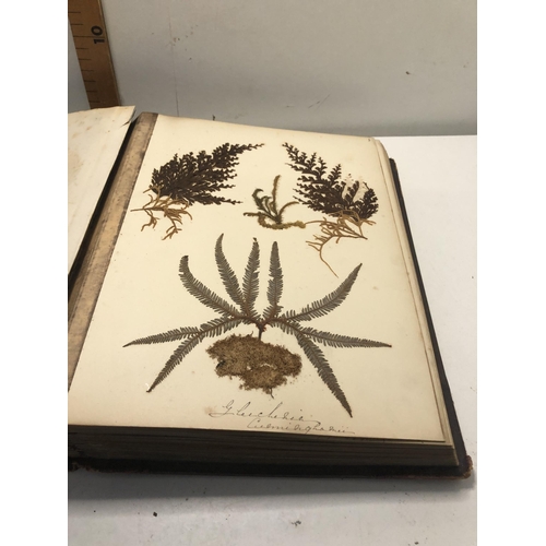 109 - Vintage scrap book full of ferns from newzealand