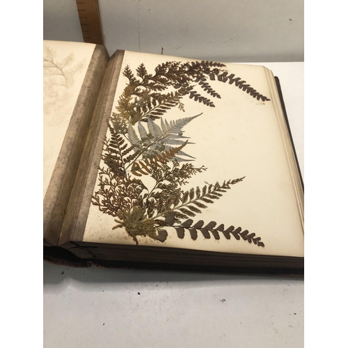 109 - Vintage scrap book full of ferns from newzealand