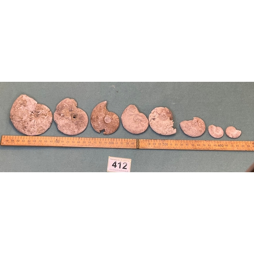 412 - Ammonite Fossils (8)