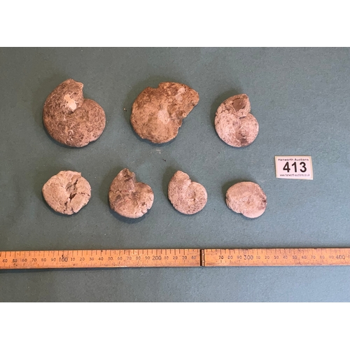 413 - Ammonite Fossils (7)