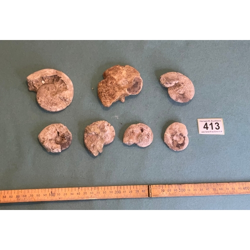413 - Ammonite Fossils (7)