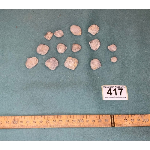 417 - Fossil Selection (14)
