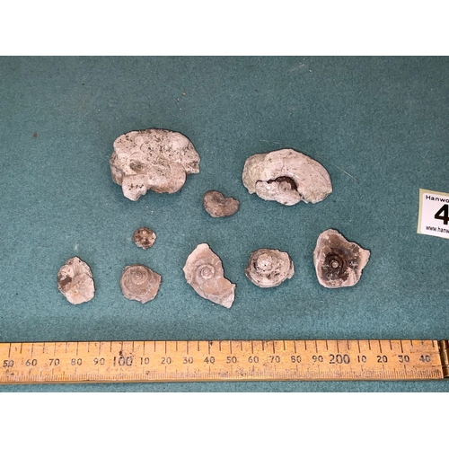 418 - Fossil Selection (9)