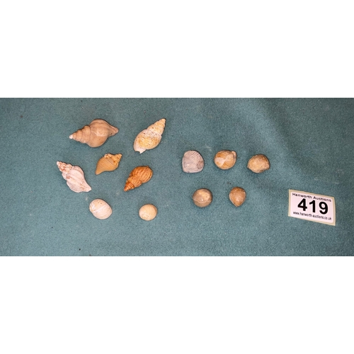 419 - Shell & Fossil Selection (12)
